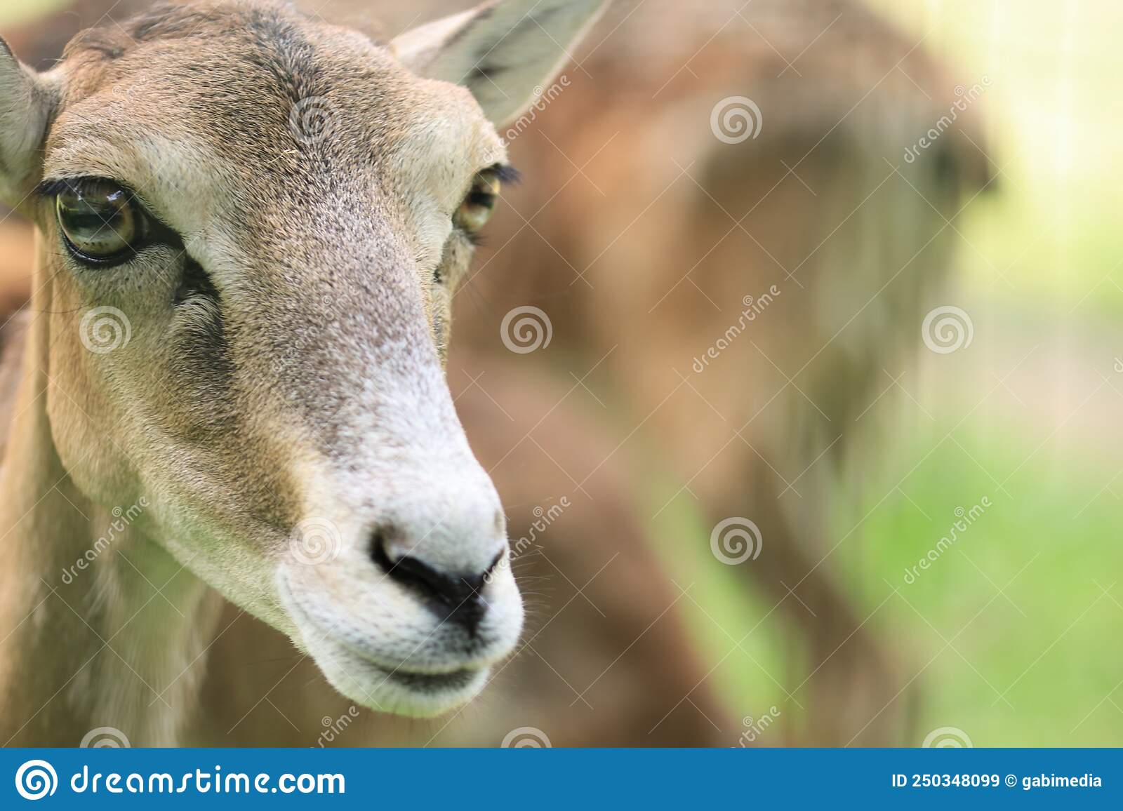 Close-up beautiful deer isolated on blur background looking at camera