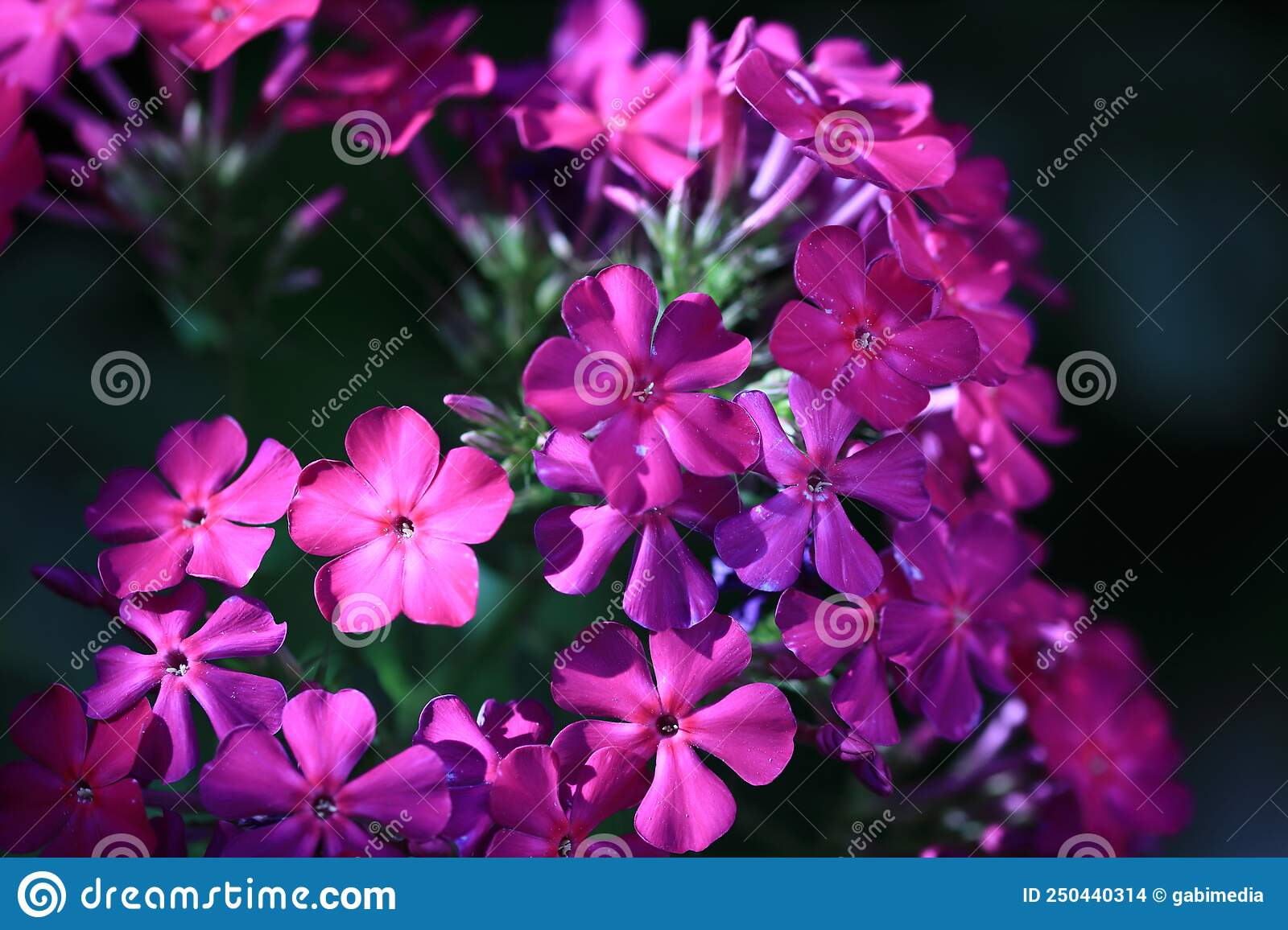 Bouquet of purple flowers in the garden. Artistic macro image. 