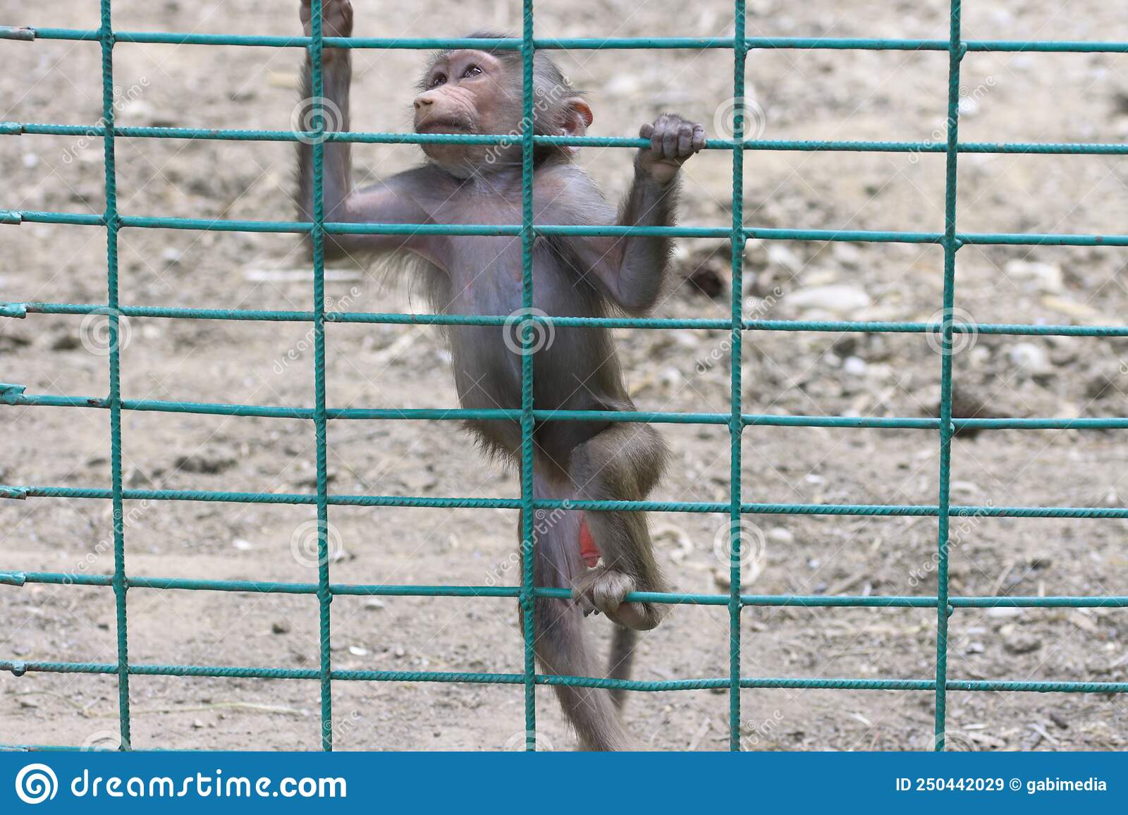 The monkey climbing a fence in the zoo