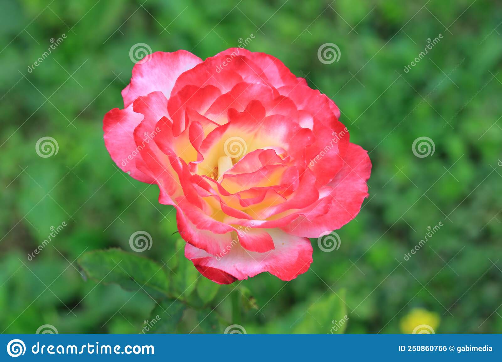 Top view of a red rose on a blurred background 