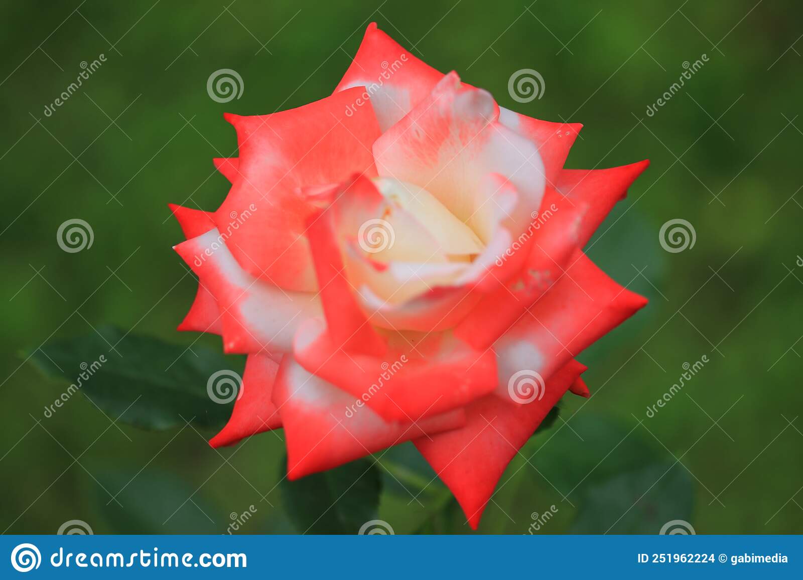 Red and white rose flower on blurred background