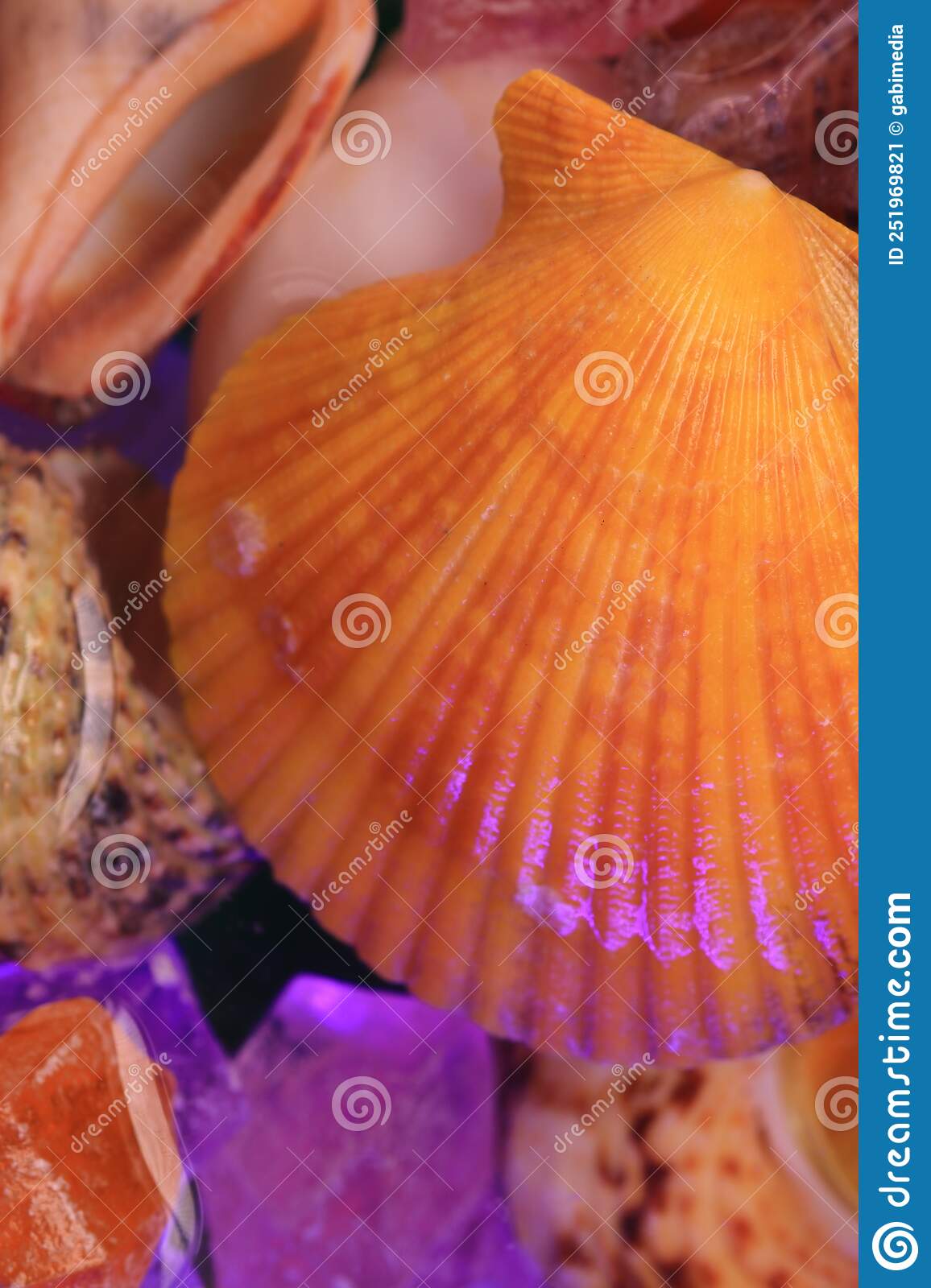 Shells in the aquarium, top view
