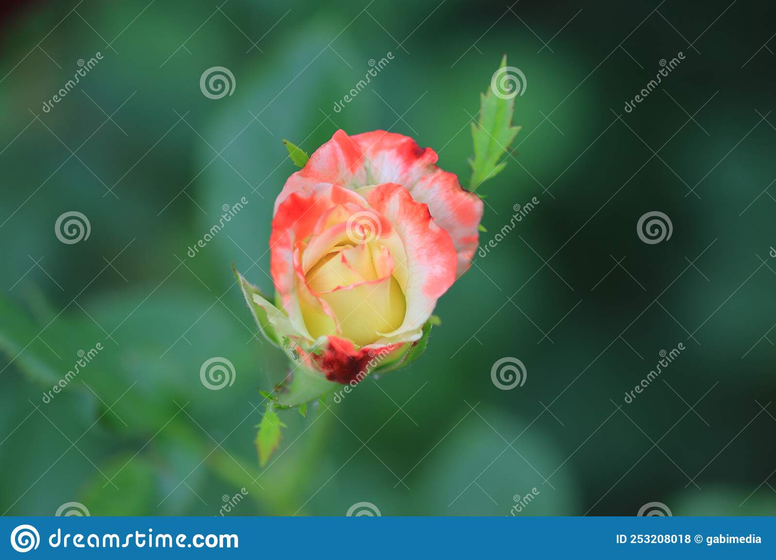 Close up - Beautiful red-yellow rose in a garden, blurred background