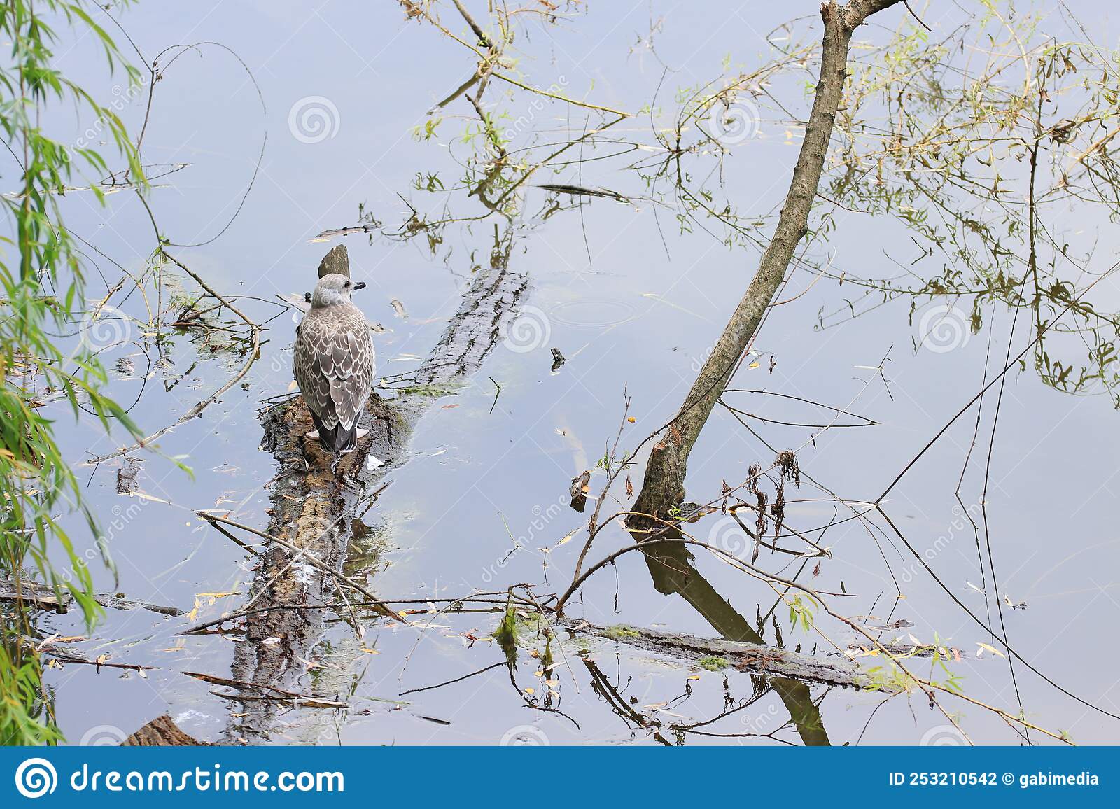  Gray kingfisher on a small log.