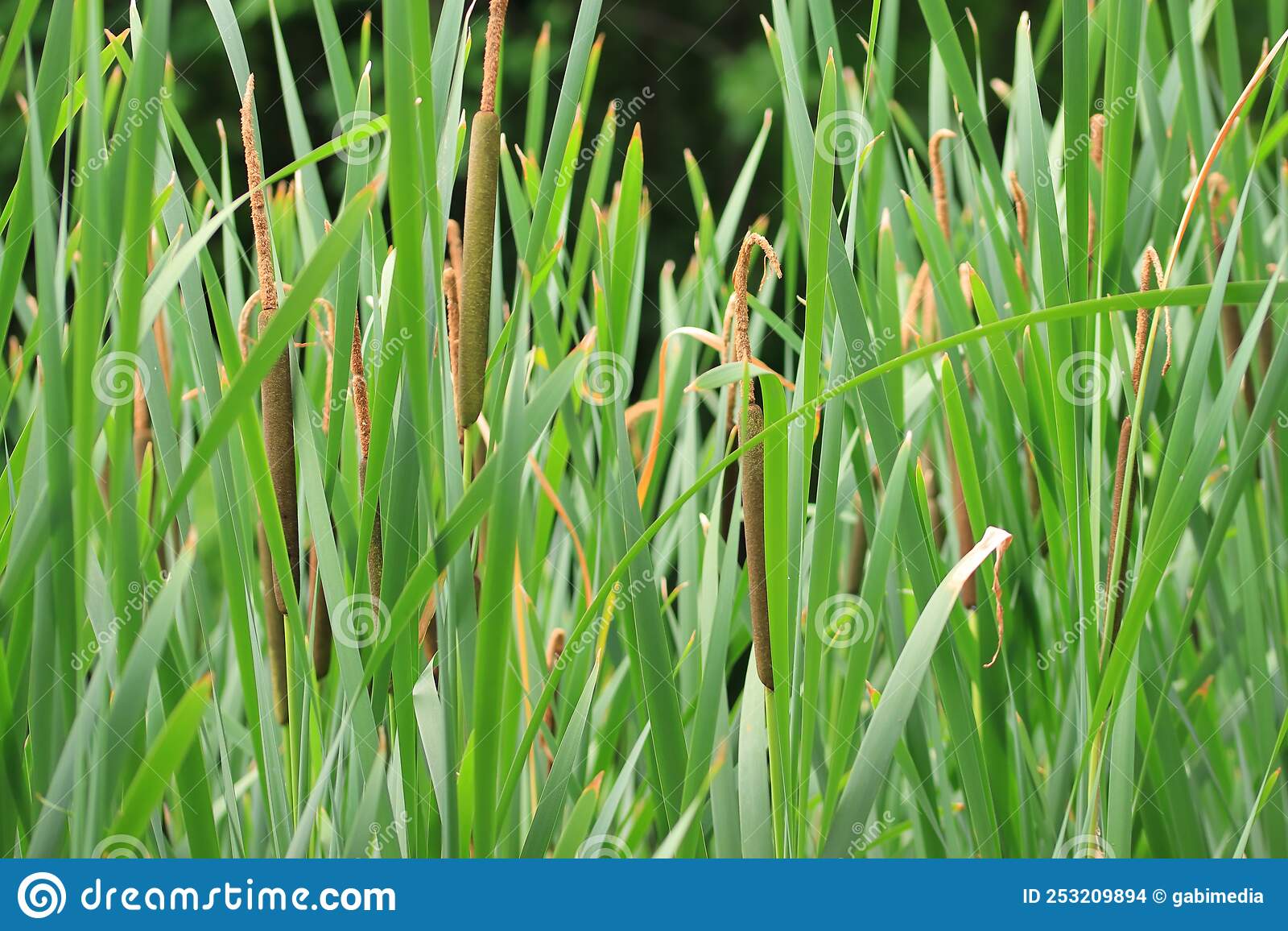  Tall Grass And Reed During Summer. The reeds in the Bucov park
