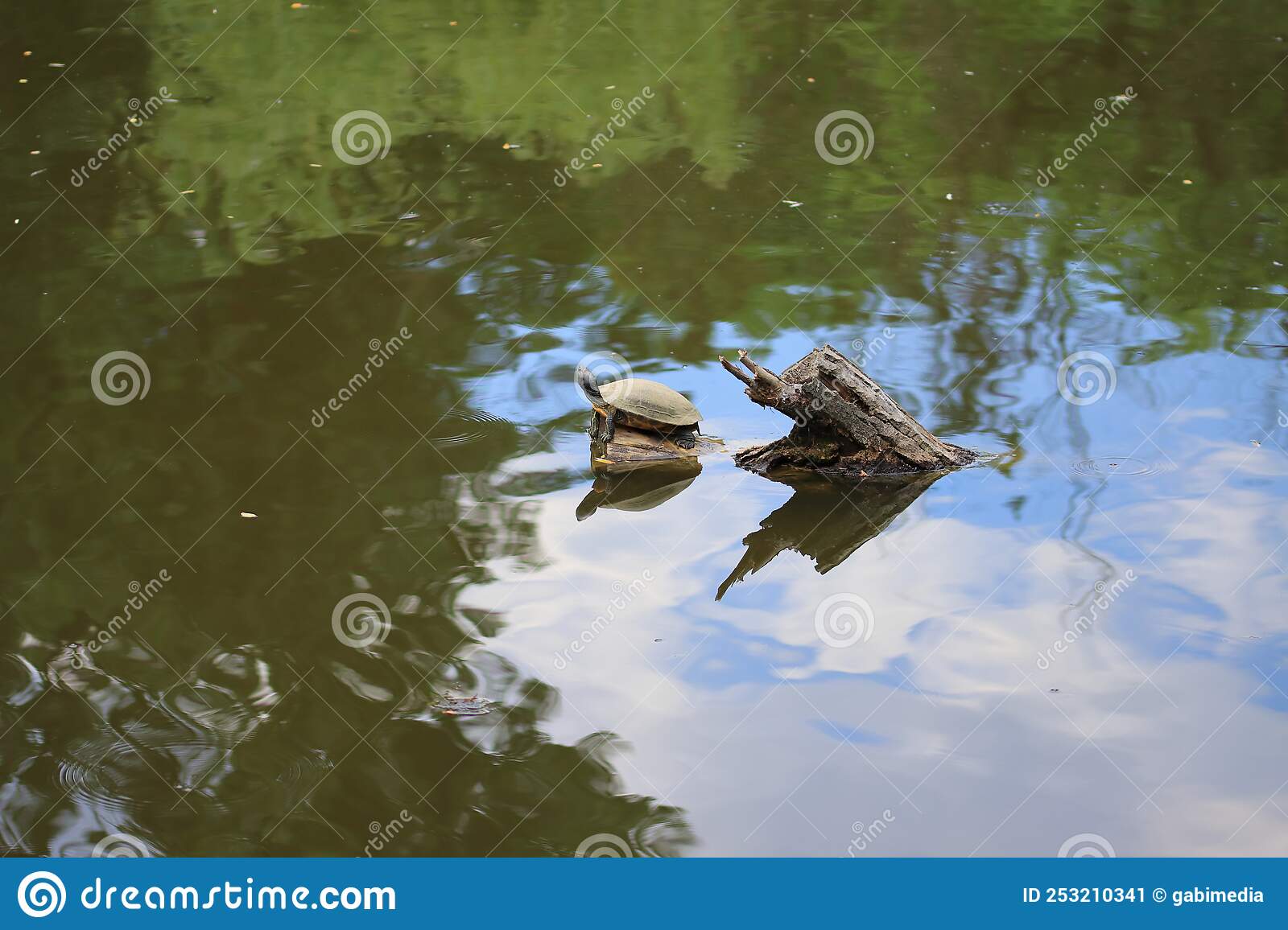 Turtle on a log on the lake